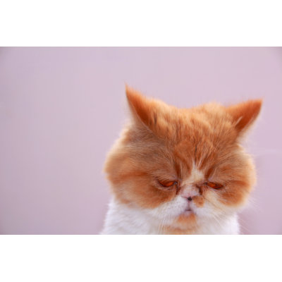 " Persian Cat " by Tuelekza