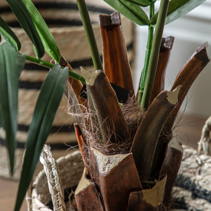 Potted King Kentia Palm Tree 4ft