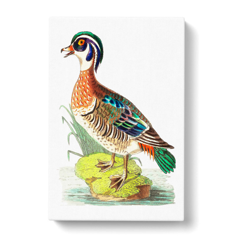 Summer Duck by George Shaw - Wrapped Canvas, 50cm H x 35cm W x 3cm D
