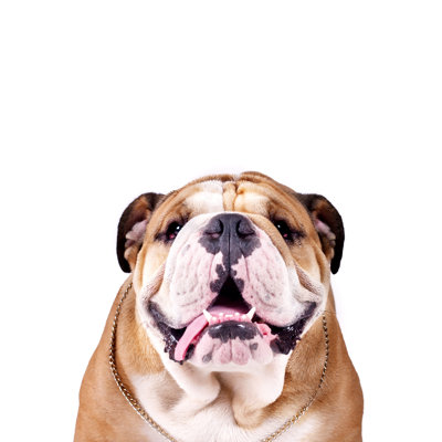 English Bulldog Prince - Wrapped Canvas Print