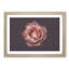 Pink Tipped Rose Flower - Framed Print-55769645-55769648