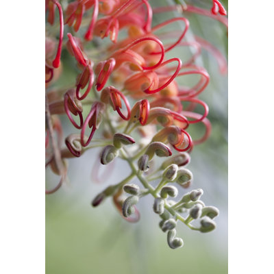 Australian Grevillea - Photographie sur toile tendue