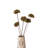 Dried Sesame Flower Bunch-1662000207