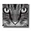 «Epic Graffiti» «The Cat» par Tummeow, art mural sur toile-101649732