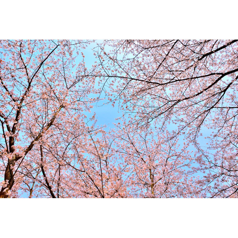Cherry Blossom Tree - Wrapped Canvas Print, 81cm H x 122cm W x 3.8cm D