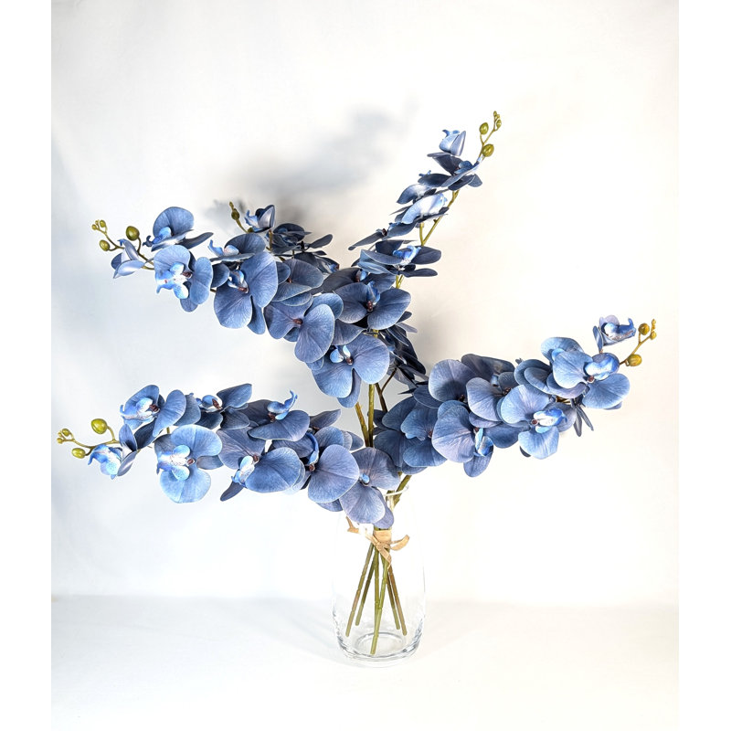 Orchidée phalaenopsis, Bleu foncé minuit 