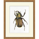 Gilded Beetle 5 Print by Lillian August