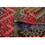 Tapis tissé à la main 5 pi 4 po x 11 pi 4 po en laine rouge foncé/bleu/doré tissé à la main Brimmer