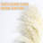 17'' Pampas Grass Grass-535719393