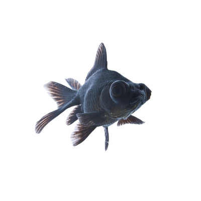 Goldfish Black Moor by Mehmettorlak