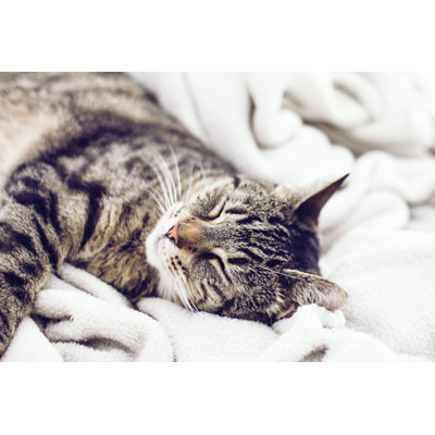 " Sleeping Cat "