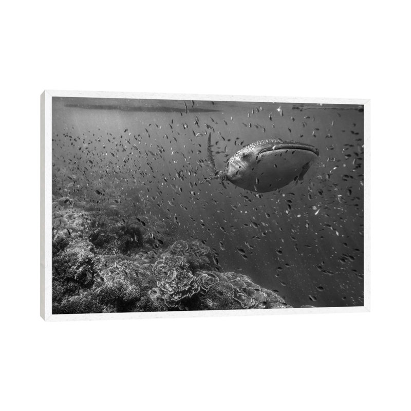 Whale Shark And Reef Fish, Philippines by Tim Fitzharris - Gallery-Wrapped Canvas Giclée on Canvas, White Framed