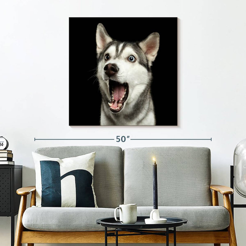 Brampt Surprised Siberian Husky, 30" H x 30" W