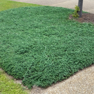 1 gal. Juniper Rug (4-Pack)