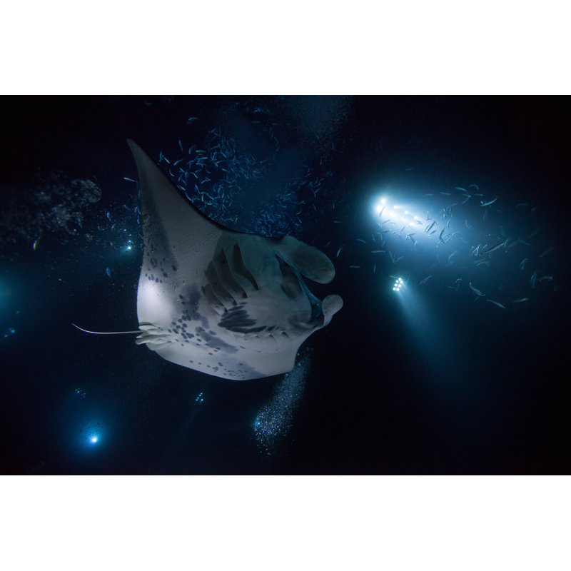 Manta Ray - Wrapped Canvas Print, 51cm H x 76cm W x 3.8cm D
