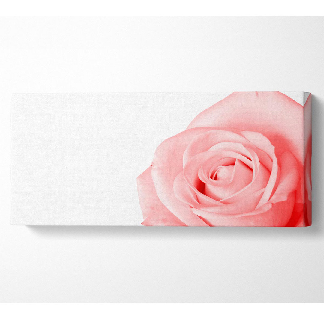 Baby Pink Rose - Leinwanddrucke im Wrapped Format