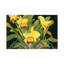 Mom’s Orchids by Curtis Funke - Gallery-Wrapped Canvas Giclée on Canvas-184383832-184383834
