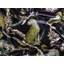 Ardmore 'Monkey Bean' Velvet Fabric-55456478