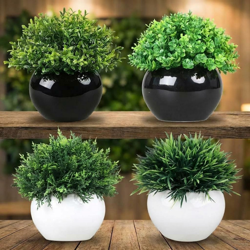 14cm Plant