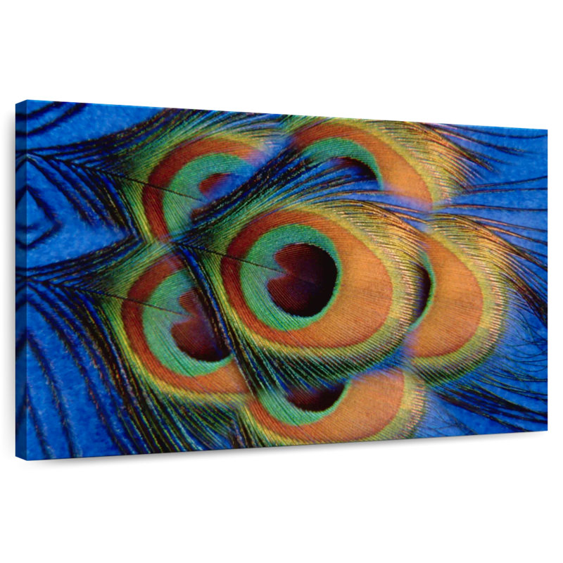 Brampt Peacock Feather Stack, 20" H x 30" W
