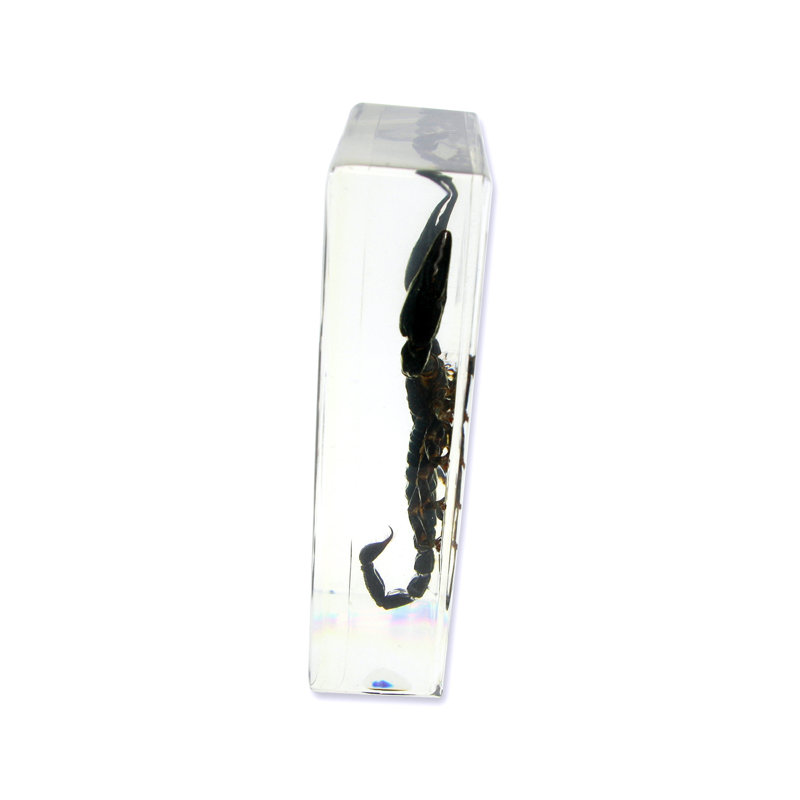 Décoration de bureau Scorpion Rapoza