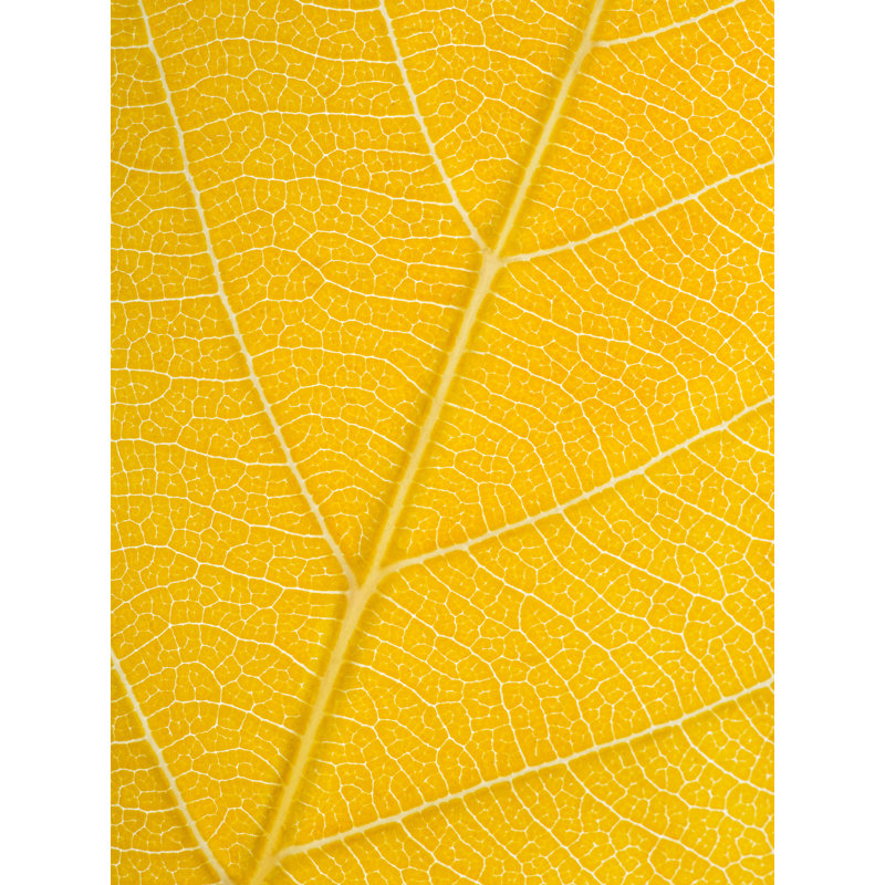 Feuille d'automne par Philippe Moisoux - photographie, H 31,2 po x l 25,2 po, Papier avec cadre noir