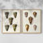 Cone Shell Collection V-Premium Framed Print -Ready to Hang - No Nails Required - No Nails Required