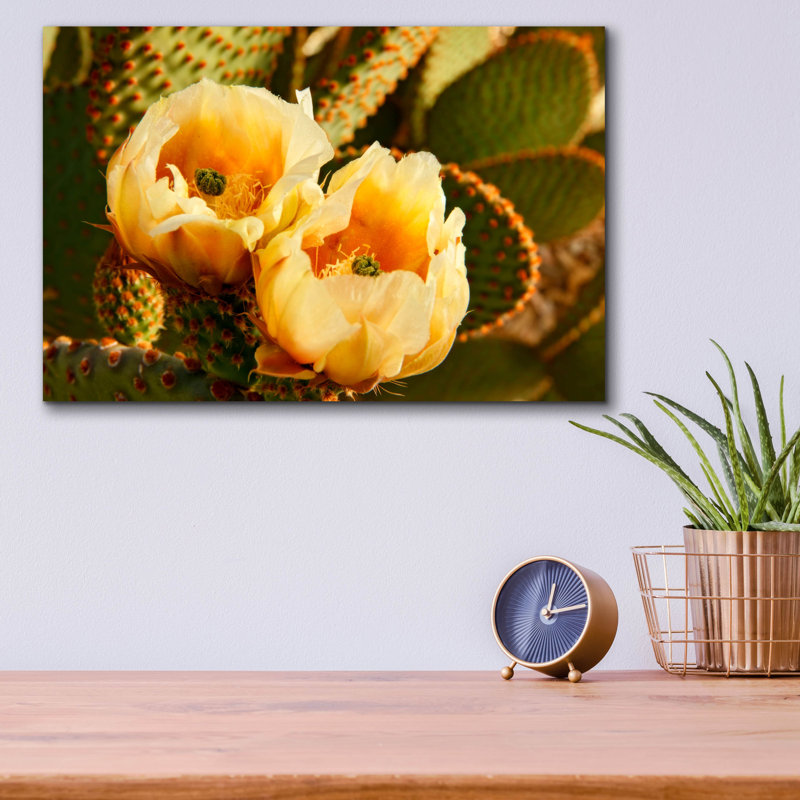 «Prickly Pear Cactus Blooms Az 8639» par Mike Jones, art mural en verre acrylique, 16 po x 12 po, 16 po x 12 po