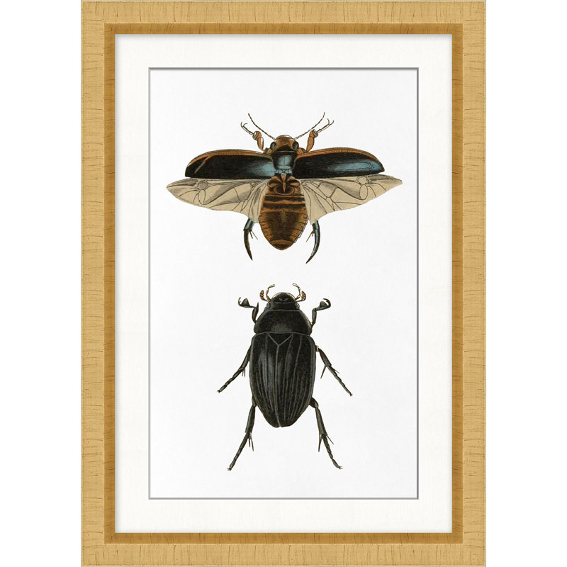 Beetle Study 2 Print by Lillian August