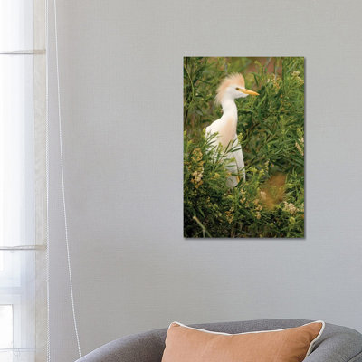 Cattle Egret, Argentina by Agustin Esmoris - Wrapped Canvas Print