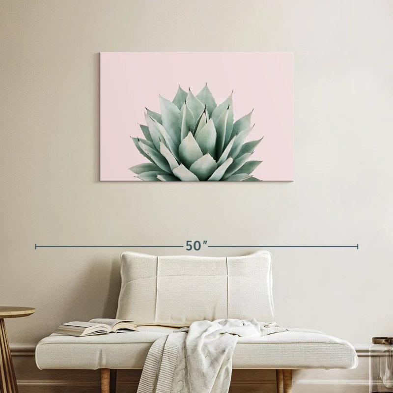 Agave Harnek Blush, H 24 po x l 36 po