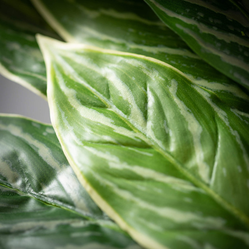 Aglaonema Arrangement