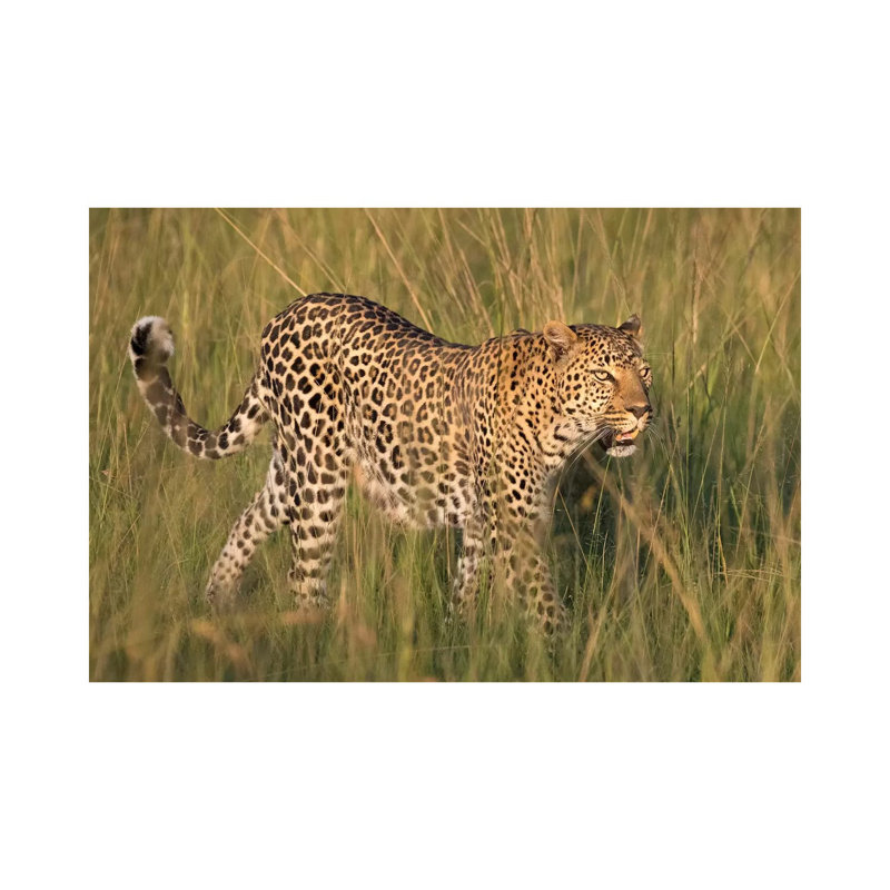 Afrique, Kenya, réserve nationale du Masai Mara. Gros plan sur un léopard qui marche par Jaynes Gallery - Photographie sur toile tendue