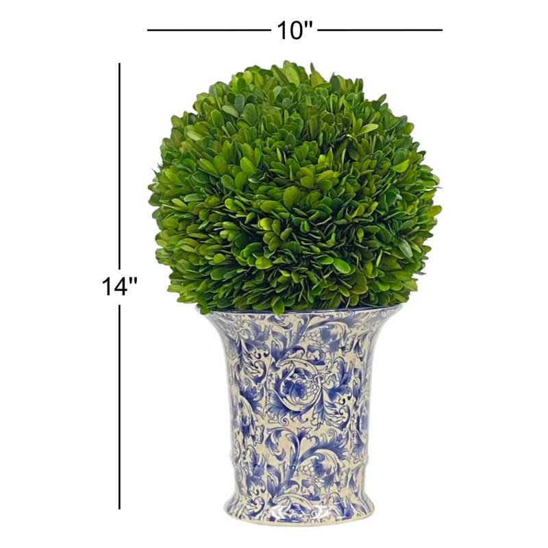BOXWOOD BALL DANS UN Vase