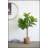Fiddle Fig Leaf Tree, 40 Leaves