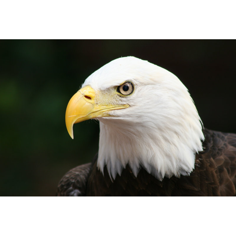 American Bald Eagle par Loriskelton - Photographie sur toile tendue, L 48 po x H 32 po