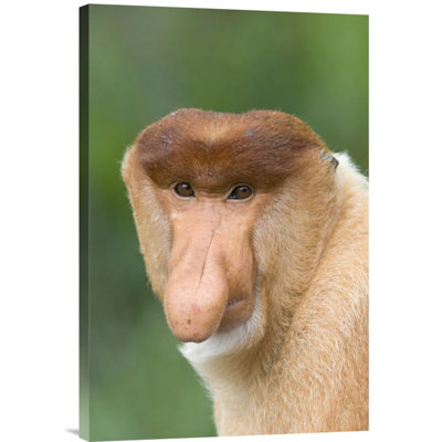" Proboscis Monkey Male "