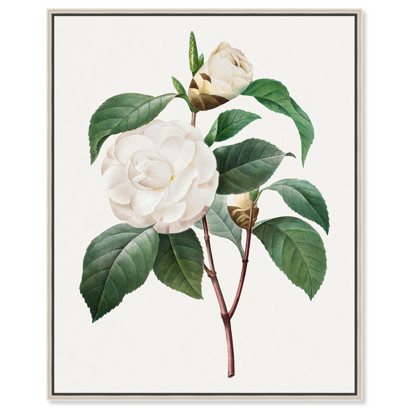 Toile de camélia blanc par Art Remedy, Noir, H 21 po x l 17 po, Cadre flottant