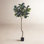 Weatherhill 84" Fiddle Leaf Fig Tree