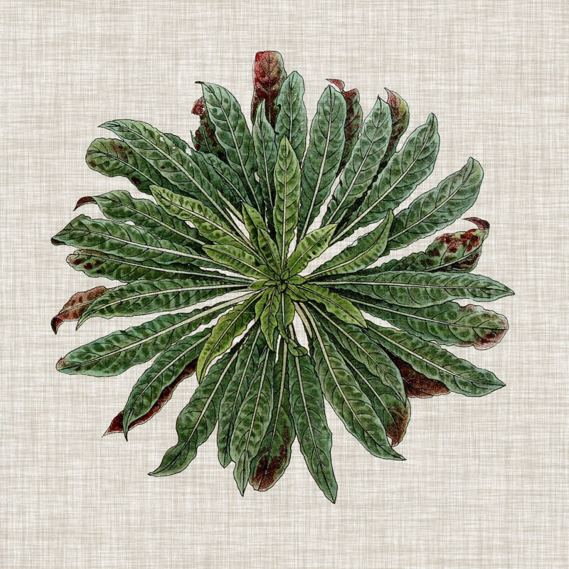 Spherical Leaves II 1 Piece Wrapped Canvas Wall Art, 30cm H x 30cm W x 3.8cm D