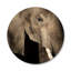 Great Elephant Print-62495405-62829288