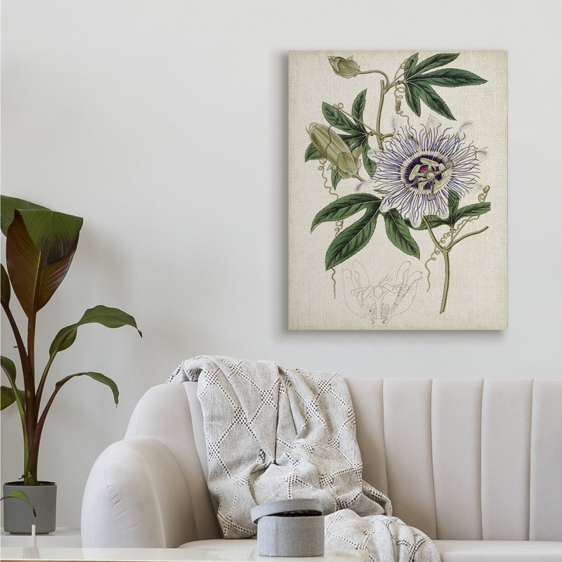 «Vintage Garden Flower Illustration Plant Anatomy Study» par Curtis - impression, H 40 po x l 30 po, Toile tendue