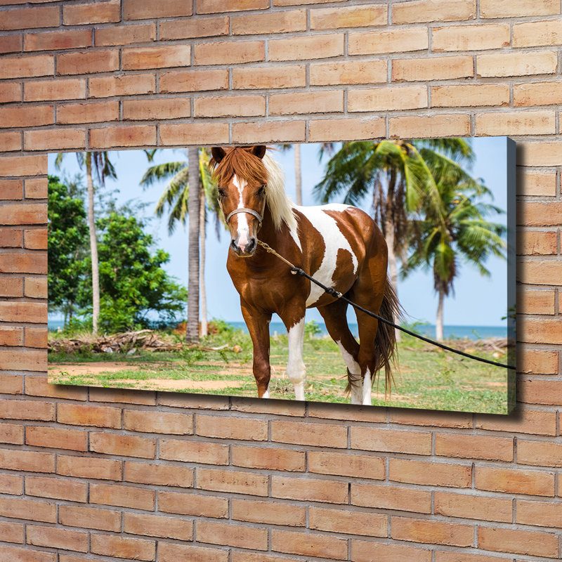 Pinto Horse - Wrapped Canvas Print