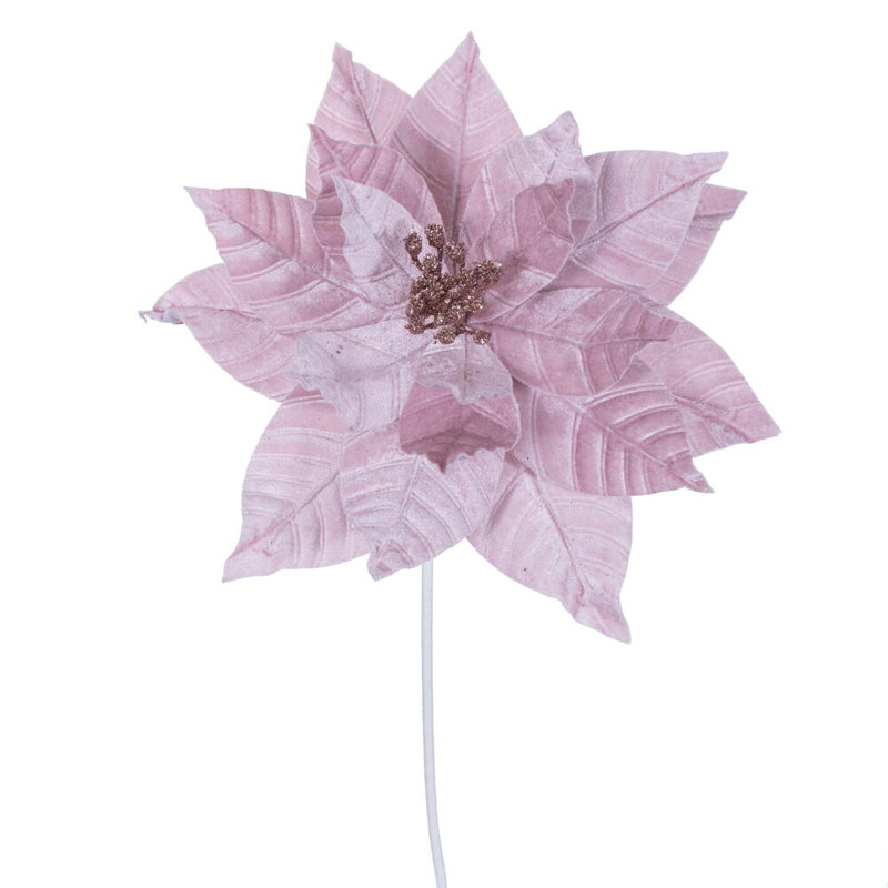 Tiges de poinsettia Cliffo, Rose