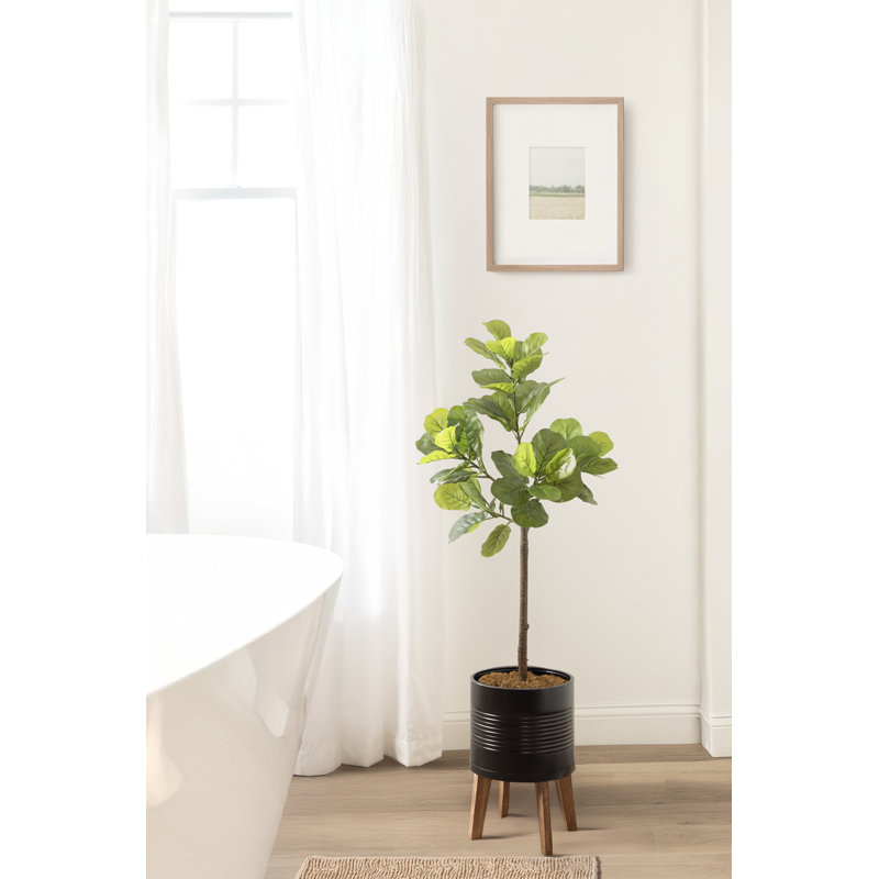 Figuier à figuier avec pot Gavri, 47,24 po x 19,69 po, Black
