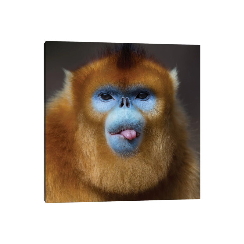 Golden Snub Nosed Monkey Cheeky by Mogens Trolle - Wrapped Canvas Print, 30.48 cm H x 30.48 cm W