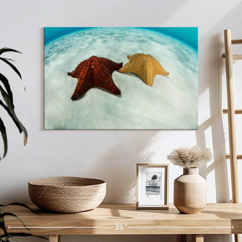Brampt Caribbean Starfish, 16" H x 24" W