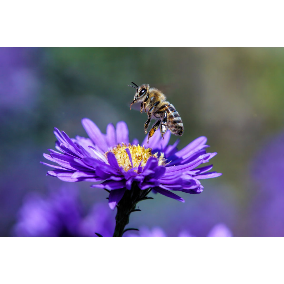 Bee Start To Fly von Schnuddel - Druck ohne Rahmen auf Leinwand