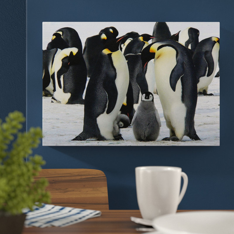 Penguins Photographic - Wrapped Canvas - Framed Print, 50cm H x 76cm W
