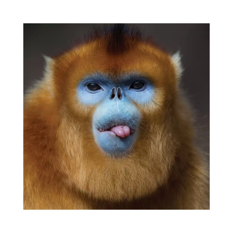 Golden Snub Nosed Monkey Cheeky by Mogens Trolle - Wrapped Canvas Print, 66.04 cm H x 66.04 cm W x 1.91 cm D